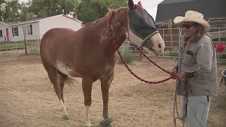 Horse shot 36 times in reported Boulder County animal cruelty incident