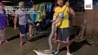 7-feet na sawa, na-rescue sa La Paz, Iloilo City kasabay ng pagbaha | GMA News