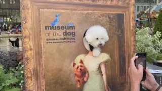 No comment: Dog Parade in New York