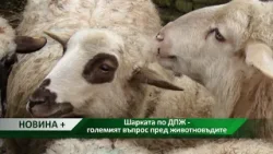 Новина плюс: Шарката по ДПЖ - големият въпрос пред животновъдите Новина плюс: Шарката по ДПЖ - големият въпрос пред животновъдите