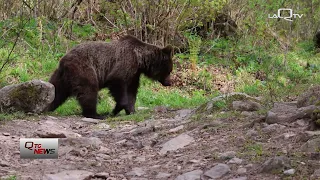 23% Funding Cut for Abruzzo Parks: Alarm Raised for Bears and Tourism