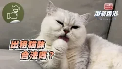 凝聚香港 - 貓隻屬高敏動物，適合多次轉換主人及環境嗎？