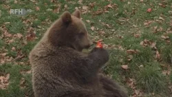 Festtag für Tierische Nachwuchsstars - Namensgebung der jungen Braunbären - RFH aktuell