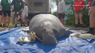 Manatee found with damaged lung released back into Crystal River