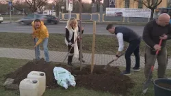 Krónika: Megkezdődött a tavaszi faültetési akció Rákosmentén (2026.03.06.)