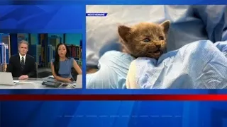 NOCO Humane takes in 108 cats from suspected hoarding situations