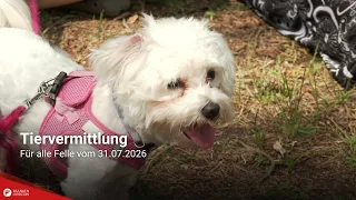 Pet Adoption: Paws for a Cause from 07/31/2026