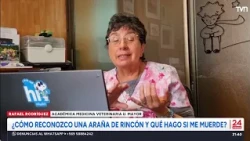 How to identify a Chilean recluse spider and what to do if it bites you? | 24 Horas TVN Chile
