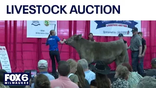 WI Governor’s Blue Ribbon Livestock Auction raises $403,636 | FOX6 News Milwaukee