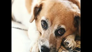 Sol, a pet who died from a stabbing, and her family’s quest for justice