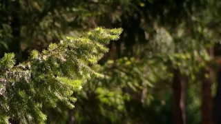Washington DNR scaling back on order protecting older forests