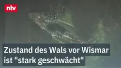 Meeresriese in der Ostsee erneut auf Sandbank gestrandet | ntv