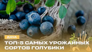 Which blueberry varieties to choose? Record-breaking vegetables, unusual cucumbers, and secrets o...