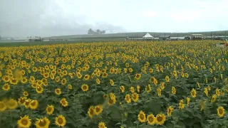 Eckert's Sunflower Trail opens in Belleville