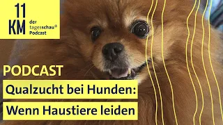 Qualzucht bei Hunden: Wenn Haustiere leiden (11KM Classic) I 11KM - der tagesschau-Podcast