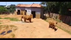 #Audiodescrição | Zoológicos e aquários são muito mais do que espaços de lazer