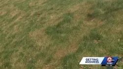 Kansas City's recent weather swings leave lawns with 'freeze burns' Kansas City's recent weather swings leave lawns with 'freeze burns'