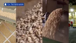 La Notificación ? Nicaragua conquista el mundo: El "oro líquido" de maní que arrasa en exportaciones