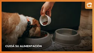 Everything you need to consider before feeding your pet