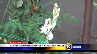 ILLATOS TUBARÓZSÁK ÉKESÍTIK A KARCAGI KISKERTET