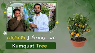 معرفی درخت کامکوات در یک گلفروشی پروان دو، کابل