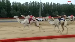 الشوط الرئيسي الثاني (مسائي) | مهرجان المرموم التراثي لسباقات الهجن | 31-03-2026