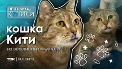 Кити из ветклиники / «Не только котики»