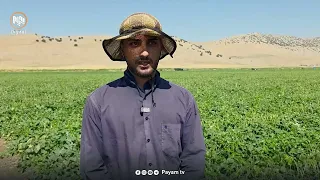 دەشتی بیتوێن لەبەر بە پیتى خاکەکەی، جووتیاران بۆ چاندنی لۆبیا ڕووى لێ دەکەن