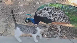 ‘Majestic creatures’: Peacocks roam Sanger streets despite neighbor concerns