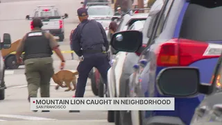 Mountain lion captured in SF's Outer Sunset