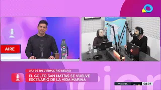 Golfo San Matías: ballenas, orcas y delfines en un espectáculo natural - Aire Nacional