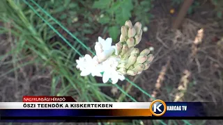 ŐSZI TEENDŐK A KISKERTEKBEN