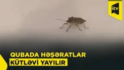 Qəhvəyi mərmər bağacığının kütləvi yayılması sakinləri çətin vəziyyətə salıb