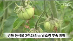 경북 참외 등 시설 농작물 2천486ha 일조량 부족 피해 / 안동MBC