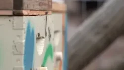 Idaho's mild winter is taking the buzz out of our bees