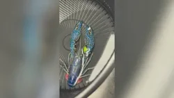 В продуктовом магазине в Мемфисе в цветах были обнаружены редкие синие раки.