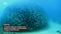 Tratado Global dos Oceanos traz mais proteção à biodiversidade marinha Tratado Global dos Oceanos traz mais proteção à biodiversidade marinha