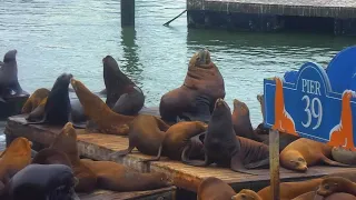 Large Steller sea lion appears on Pier 39 docks in San Francisco