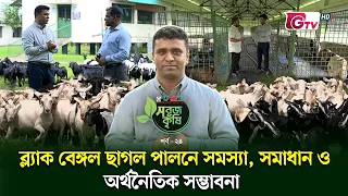 ব্ল্যাক বেঙ্গল ছাগল পালনে সমস্যা, সমাধান ও অর্থনৈতিক সম্ভাবনা | সবুজ কৃষি | EP-24 | GTV