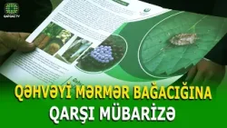 QUSARDA QƏHVƏYİ MƏRMƏR BAĞACIĞINA QARŞI MÜBARİZƏ TƏDBİRLƏRİ DAVAM ETDİRİLİR