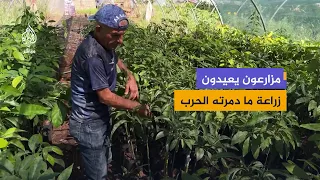 The War Burned Their Livelihoods.. Nabatieh Farmers Replant What Remains of Their Nurseries