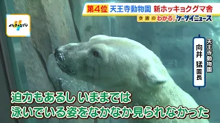 [Stunning] Watch polar bears swim! Tennoji Zoo's new "Polar Bear Coast" is now open – See Ho-chan...