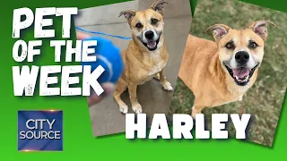 🐶Pet of the Week - Harley