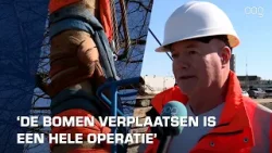 Впечатляющее зрелище в Дамстердипе: 30-тонные липы перевозят на новое место.