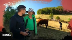 83 francuske krave na Bjelašnici: Uzgoj na otvorenom i život na planini | Od kuće do kuće | Hayat TV
