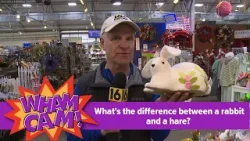 В чём разница между кроликом и зайцем? | Wham Cam