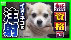 "Dog Died Day After Injection": Pet Shop Executive and Others Arrested for Allowing Unqualified S...