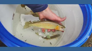 CPW crew rescues rare cutthroat trout from Gold Mountain Fire zone