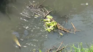 Una de cada 10 colonias en la ZMG recibe agua turbia; resolverlo costará 20 mil millones