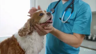 Veterinarian warns emergency pet care patchy north of the malahat